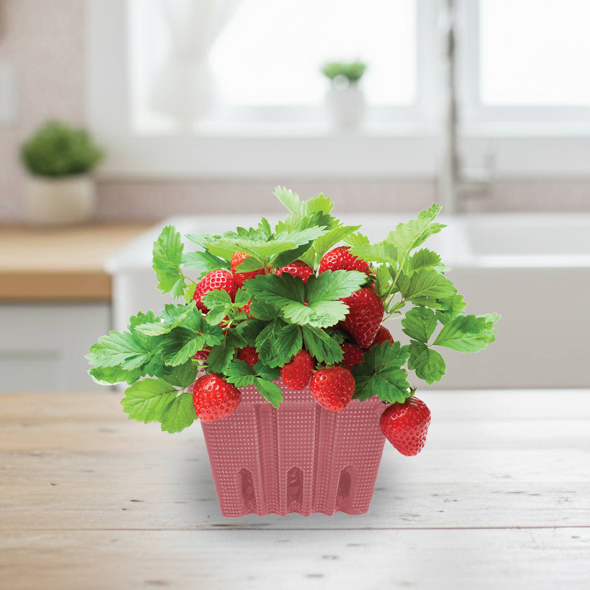 Buzzy® Sweet Strawberry Ceramic Basket Complete Grow Kit